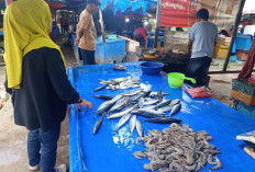 Harga Ikan Bengkulu Naik, DKP Minta Warga Atur Konsumsi Bijak