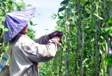 Realisasi Penyaluran Pupuk Subsidi Untuk Petani di Rejang Lebong Capai 4.350 Ton 