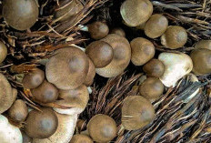 Jangan Dibuang! Ini 6 Manfaat Jamur Sawit bagi Kesehatan 