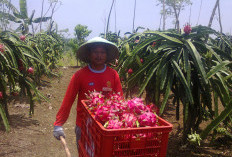  Dorong Produk Lokal Tembus Pasar China