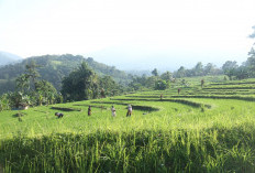 Siap Panen Raya, Petani Kecamatan Marga Sakti Sebelat Gunakan Mesin Panen Padi Modern 