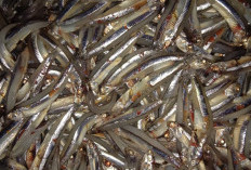 Warga Heboh, Ribuan Ikan Teri Terdampar di Pantai Seluma 