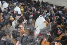 Beternak Ayam Kampung bagi Pemula, Panduan Lengkap dan Tips Praktis