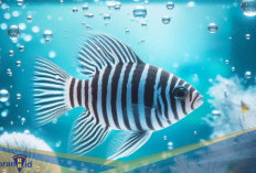 Bisa Dipelihara! Berikut 4 Fakta Ikan Zebra, Menjadi Contoh Solusi Penyakit Manusia 