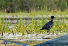 Sulit Ditemukan! Berikut 3 Fakta Unik Burung Black Rail