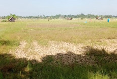 Puluhan Hektare Sawah di Semarang Kota Bengkulu Gagal Panen