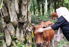 Serangan PMK Belum Reda, Penularan Dalam Kandang Lebih Tinggi