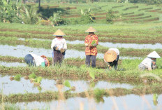 1.000 Petani Terancam Dicoret Dari Penerima Pupuk Subsidi, Ini Alasannya