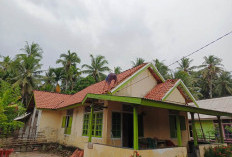 Dihantam Badai, Belasan Rumah di Kabupaten Kaur Rusak, Pohon Tumbang di 3 Kecamatan