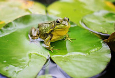 Punya 7.500 Spesies dan Mempunyai Racun Paling Mematikan di Dunia, Berikut 7 Fakta Katak