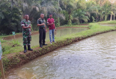 Jaga Ketahanan Pangan, Kodim 0423 Bengkulu Utara Buat Kolam Ikan Pakan Mandiri