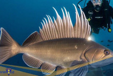 Ditemukan di Maluku! Berikut 5 Fakta Coelacanth Indonesia, Ikan Purba yang Dianggap Punah
