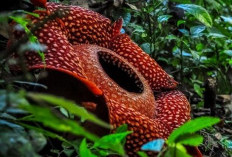 Bengkulu Pemilik Bunga Terbesar di Dunia, Keajaiban Alam yang Mendunia