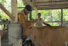 Warga Enggan Vaksin Ternaknya, Kasus Ngorok Semakin Bertambah