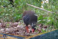 Burung Langka dari Jepang! Berikut 7 Fakta Unik Okinawa Rail