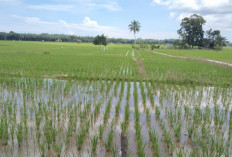 Sawah 3 Kecamatan Terancam Gagal Panen, Serangan Kepinding Tanah 