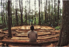 6 Wisata Hutan Pinus Paling Populer di Indonesia, Dua Diantaranya Ada di Yogyakarta