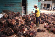 Jumlah Penerima Program Replanting Menurun, 6.000 Hektare Lahan Kebun Sawit Direplanting  