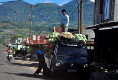 Distankan Rejang Lebong Kejar Bantuan Hortikultura untuk 2025