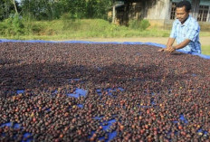 Ini Update Harga Kopi di Rejang Lebong, Masih Stabil