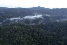 Ini Dia 11 Wilayah yang Memiliki Hutan Terluas di Indonesia