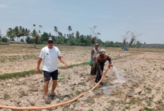 Pemkab Mukomuko Usulkan Optimasi Lahan Pertanian Ratusan Hektare