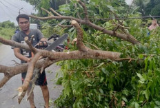  DLH Tidak Pangkas dan Tebang Pohon dengan Kondisi Ini