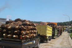 Buah Masih Sulit, Harga TBS Kelapa Sawit Kembali Turun