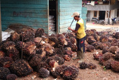 Setelah 3 Tahun, Harga TBS Kelapa Sawit Akhirnya Tembus Rp3.000/Kg