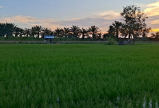 Produksi Gabah Seluma Capai 53 Ribu Ton, Distan Targetkan Tiga Kali Tanam Setahun