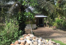 4 Diamankan BNN Bengkulu di Panti Pijat Kelurahan Koto Jaya Mukomuko, Diduga Terkait Sabu