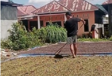 Kabar Baik Bagi Petani, Harga Kopi Kembali Merangkak Naik