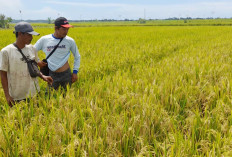 Produktivitas Terhambat, Petani Desak Pemerintah Pangkas Durasi Pengeringan DI Manjunto