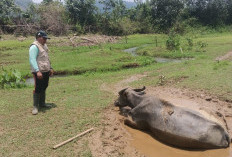 172 Sapi dan Kerbau di Kaur Mati Terjangkit Ngorok: Rugi Besar Segini  