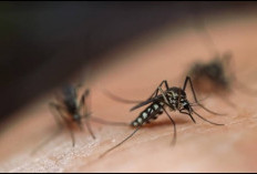Sebaran dan Siklus Hidup Nyamuk Mematikan Berikut Penjelasannya