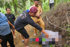 BREAKING NEWS: Warga Penarik Ditemukan Tewas di Kebun Sawit, Ini Identitasnya 