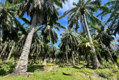 Biaya Replanting Kelapa Sawit Bengkulu Selatan di 2025 Naik Menjadi Rp 60 Juta 