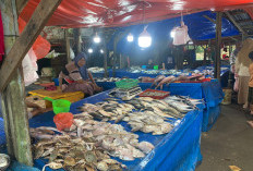  Tangkapan Nelayan di Kota Bengkulu Meningkat Drastis, 2 Jenis Ikan Ini Banyak Terbuang, Berharap Bisa Diolah