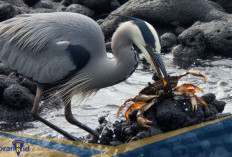 Anti dengan Teman Satu Spesies! Berikut 5 Fakta Unik Lava Heron