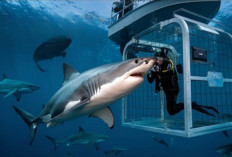 Ngeri Tapi Nagih! Wisata Ekstrem Cage Diving yang Bikin Kamu Ketar Ketir