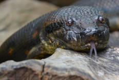 Kuat dan Berani! Pejantan Anaconda Hijau Rela Mati Demi Betina, Kawin 2 Tahun Sekali