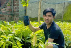 Boni Crispo, Petani Muda Lebong  Panen Cuan dari Kebun Cokelat