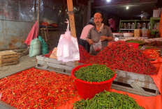 Pekan Kedua September, Harga Bapok Perlahan Turun