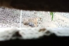 Ngeri! Usai Mangsa Ternak, 4 Harimau Nongkrong di Depan Pondok Kebun Warga Bengkulu Utara