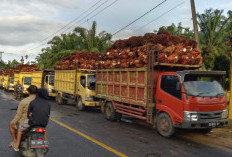 Harga TBS di 10 PKS Mukomuko Bertahan di Atas Rp2.500/Kg, Di Bengkulu Utara Anjlok, Karet Meningkat