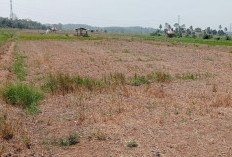 250 Haktare Sawah Tadah Hujan di Bengkulu Tengah Mulai Ditanami Padi