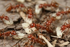 Ketika Dunia Mini Memperlihatkan Sisi Gelapnya, Fakta Mengejutkan Tentang Semut yang Melakukan Perbudakan!