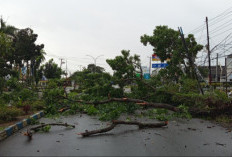 Waspada! Ada Pohon Tumbang di Jalan P Natadirja KM 7, Akses Lalu Lintas Ditutup Sebagian