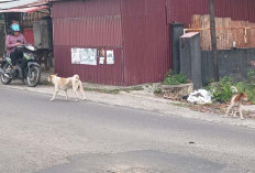 Warga Minta Pemerintah Basmi Anjing Liar di Kota Curup