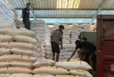 DTPHP Provinsi Bengkulu Pastikan Ketersediaan Alokasi Pupuk Subsidi untuk Petani